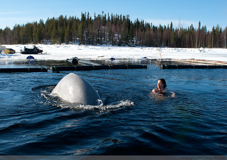 最自然接触：俄女潜水冠军冰水下全裸戏白鲸（组图） - 刻薄嘴 - 刻薄嘴de图乐志：看世界