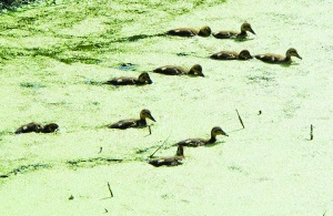 野生湖飞来一群野鸭子