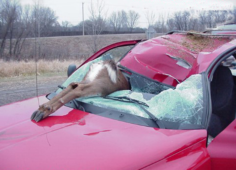 <p>　　美国明尼苏达州Wayzata，101号高速公路，一只鹿正在桥上行走时受到从旁边经过车辆的惊吓，纵身跳桥而下。恰在此时，一辆道奇Durango正在从桥下通过，司机瞬间记住了“祸从天降”是什么意思。结局：鹿死得刚烈，人受点轻伤。</p>