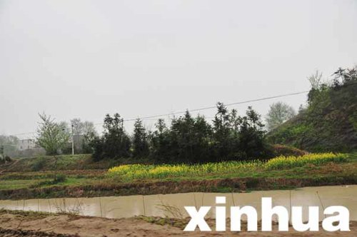 沿河的庄稼无法健康生长