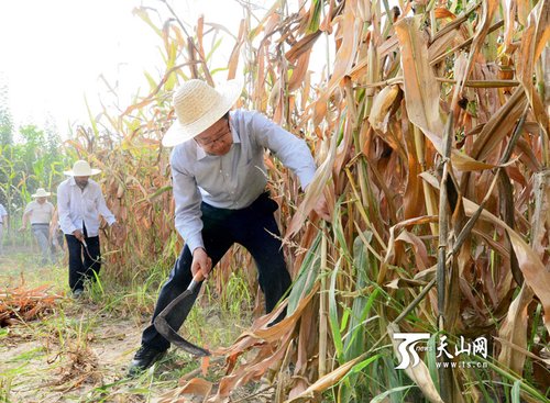 张春贤深入新疆乡镇调研：戴草帽挥镰刀收玉米