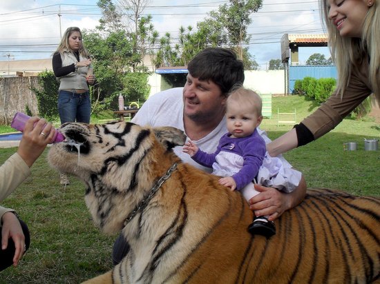 巴西“土豪”家庭养7只老虎 与3个女儿一起长达