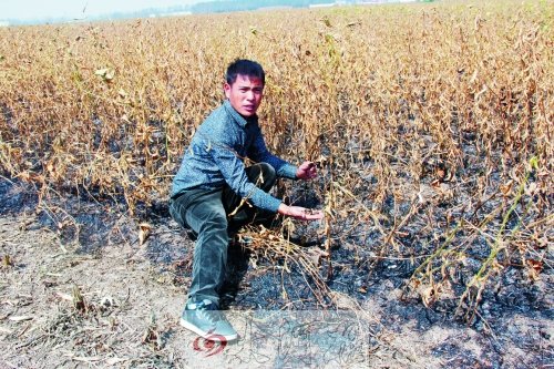 南阳焚烧秸秆致50亩大豆被烧毁 农户投诉难