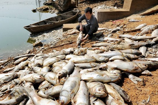 江西德兴鱼塘遭蓄意投毒 近4万斤鱼死亡(组图)