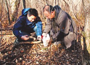 野生东北虎现身黑龙江饶河 将野猪吃得剩半张脸