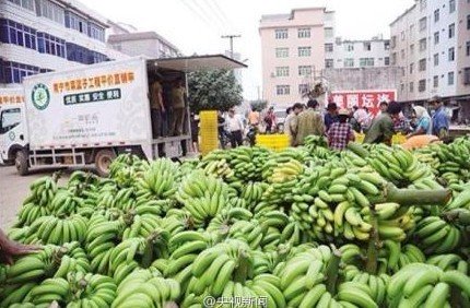 广西南宁香蕉因早熟滞销 一斤只卖一毛钱