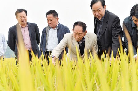 湖南零陵早晚稻亩产超1吨 全省增产近10亿公斤