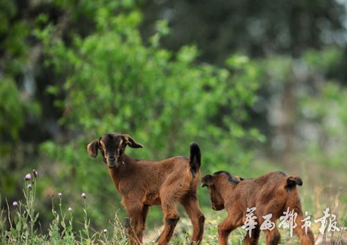 黄甲镇的养羊产业有着悠久的历史，起源于黄帝，发展于蚕丛，繁荣于当代。
