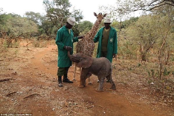 友谊不分物种 被救助长颈鹿与孤儿象成好朋友