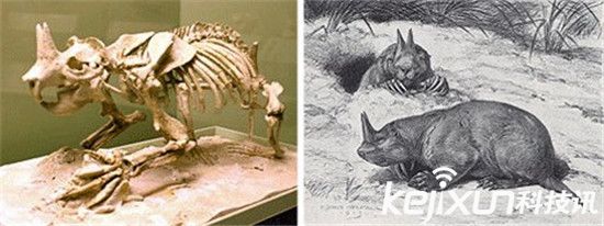 冰冻万年狮子尸体与现代狮子相像 盘点8种已灭绝远古巨兽