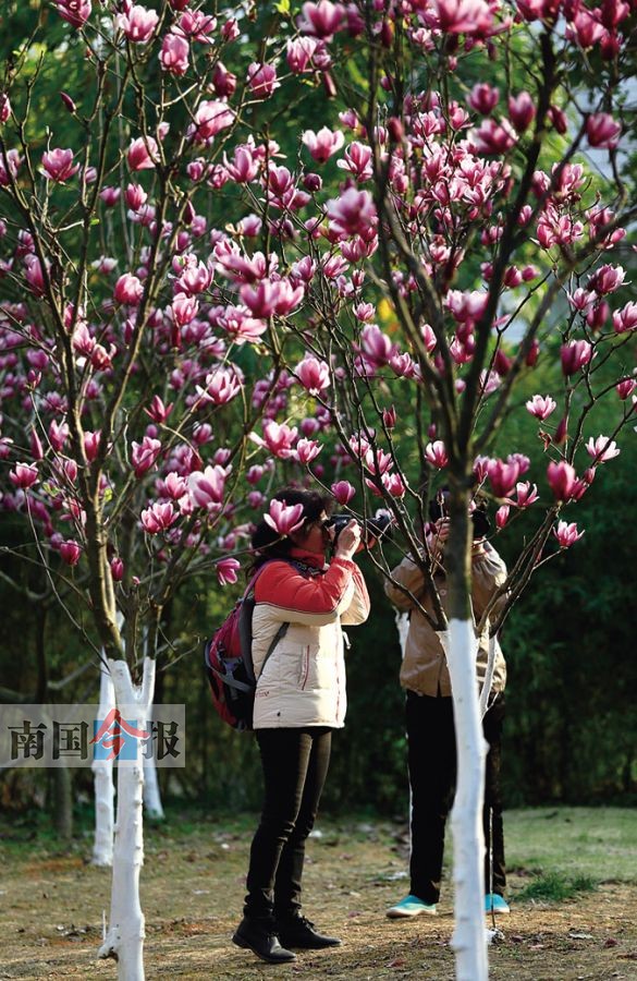 高清组图：柳州赏花地图 周末和春天来个“艳遇”