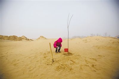 3月17日，小女孩将树苗种在沙漠中。来自北京的孩子们和家长们聚集在天漠，参加植树活动。A12-A13版摄影/本报记者 周岗峰