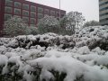 信阳下雪了，下大雪了 2012入冬的第一场大雪