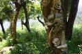 宁波现“活体树雕”