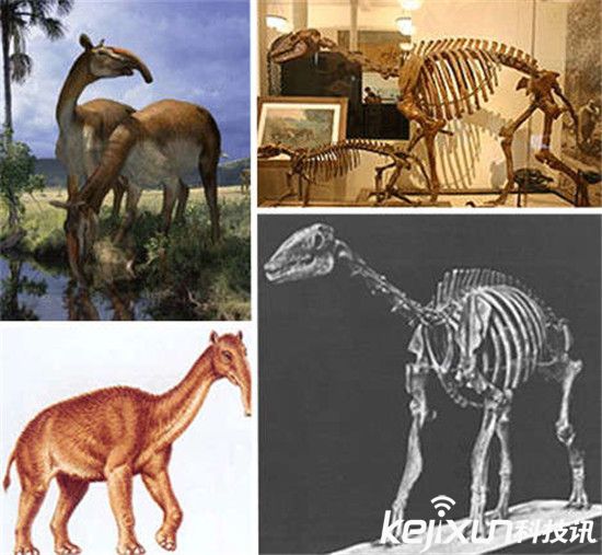 冰冻万年狮子尸体与现代狮子相像 盘点8种已灭绝远古巨兽